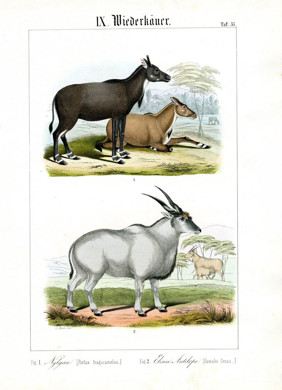 Antílope Nilgai e Eland de C. Roth
