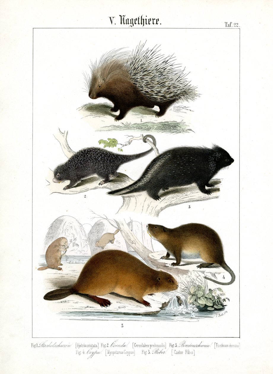 Porco-espinho, Coendus e outros roedores de C. Roth