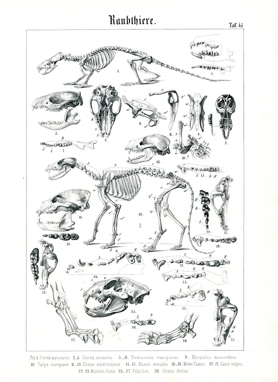 Esqueletos e crânios de carnívoros de C. Roth