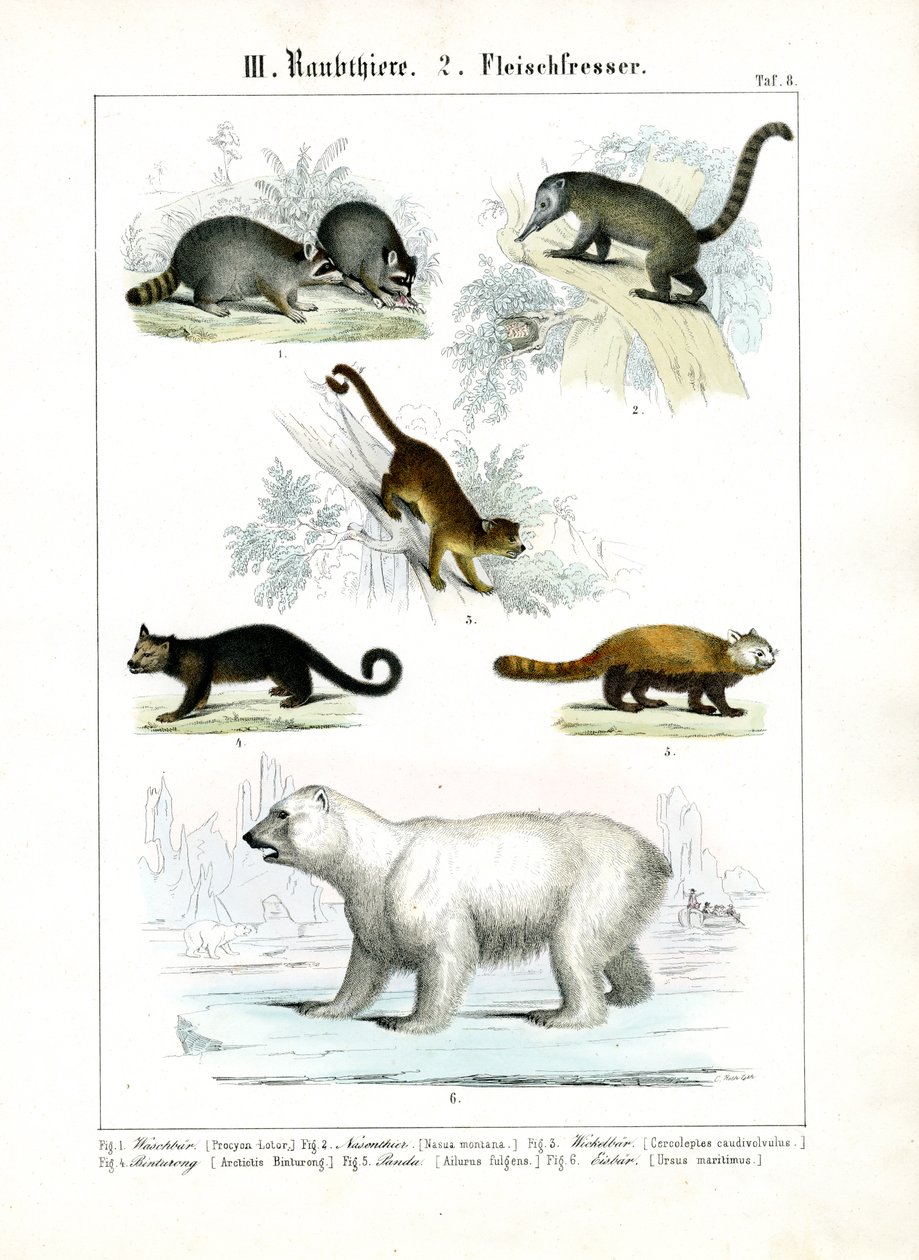 Pequenos carnívoros e urso polar de C. Roth