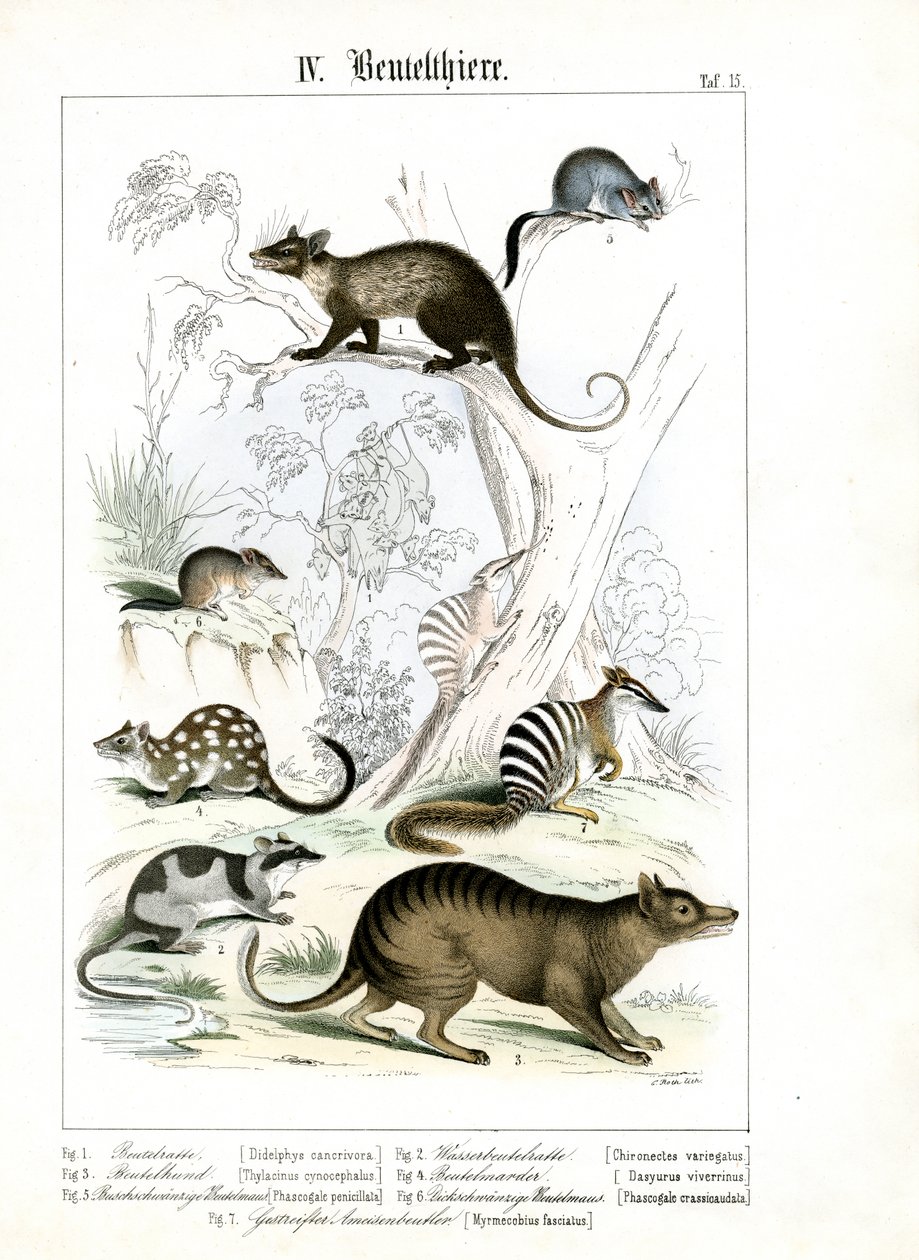 Vários Marsupiais da Austrália e da América de C. Roth