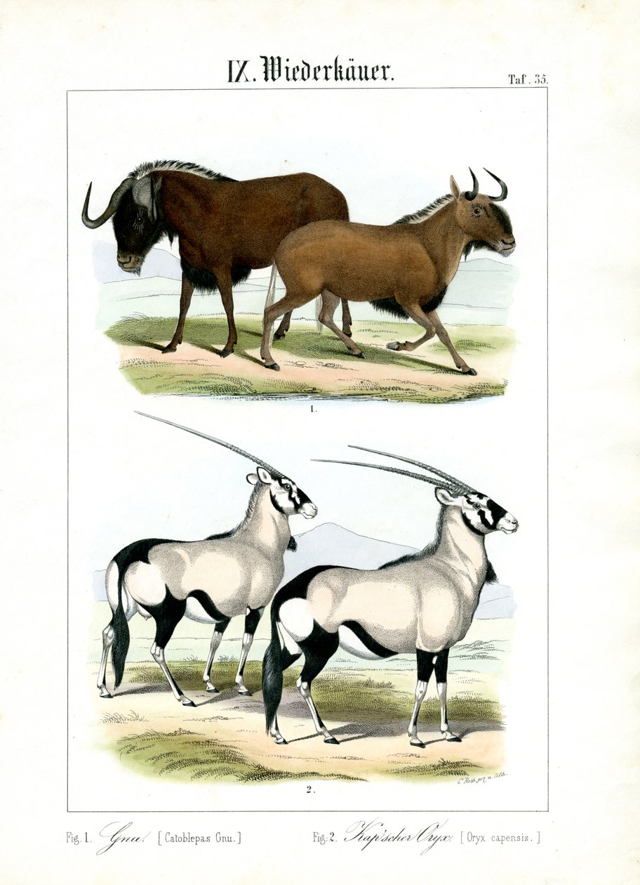 Gnus e Gemsbok de C. Roth