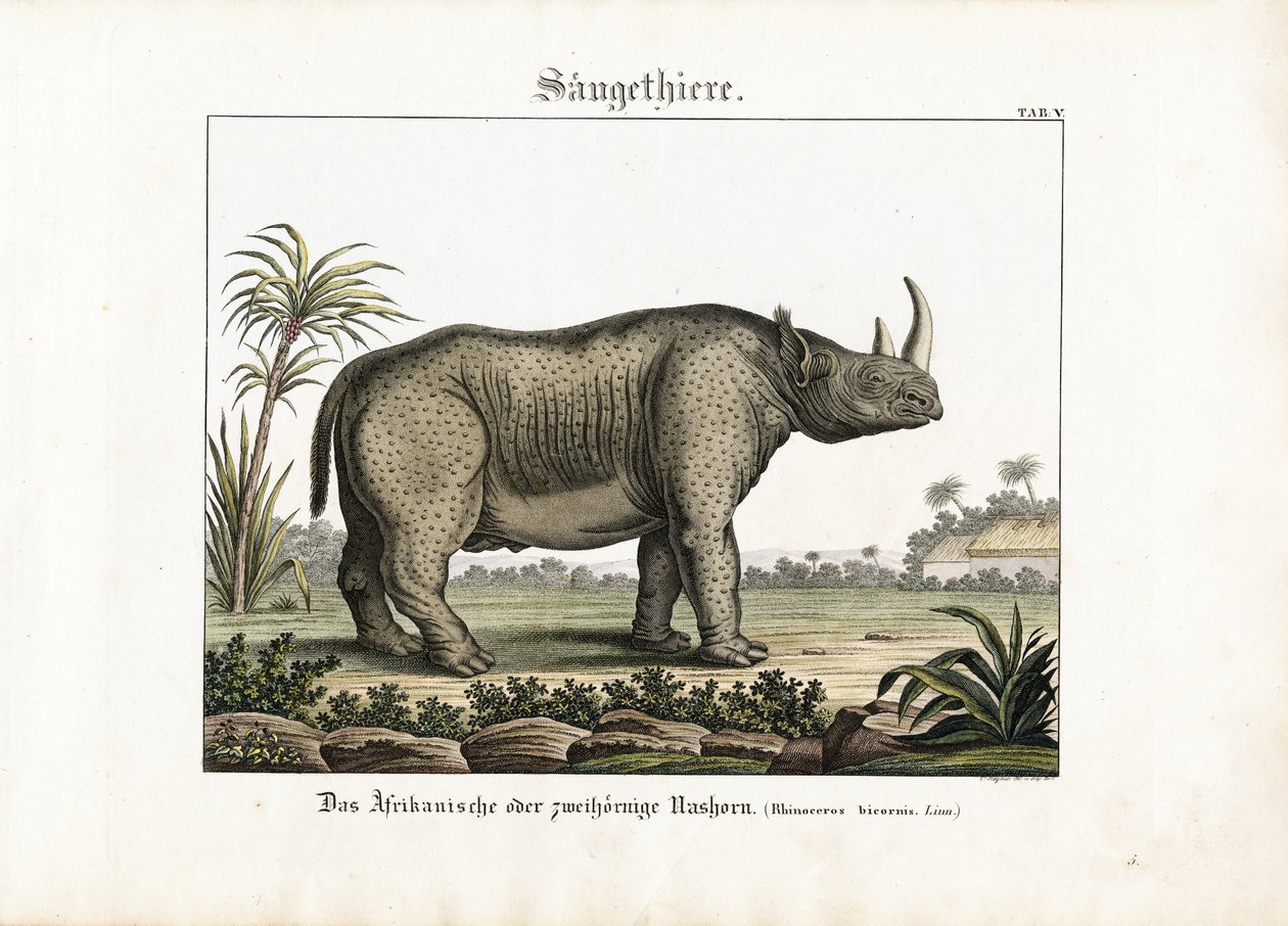 Rinoceronte africano ou de dois chifres de C. Steglich