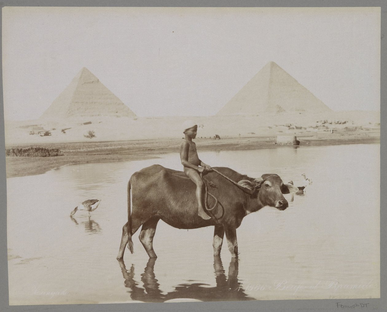 Rapaz sobre um búfalo com duas pirâmides no fundo no Egipto
Beufe et Pyramides (título sobre o objecto) de C. and G. Zangaki