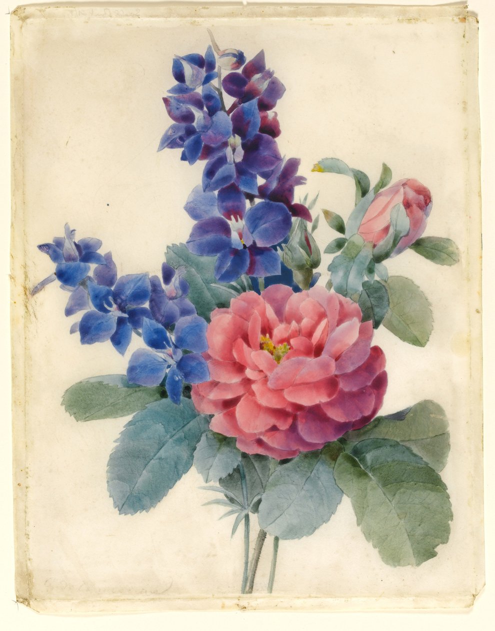 Flores, Rosas e Larkspur (wc e bodycolour em velino) de Camile de Chanteraine