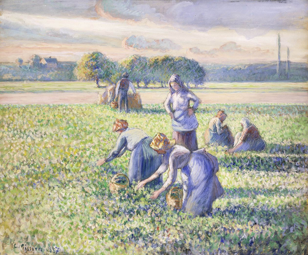 A colheita das ervilhas, 1887 de Camille Jacob Pissarro