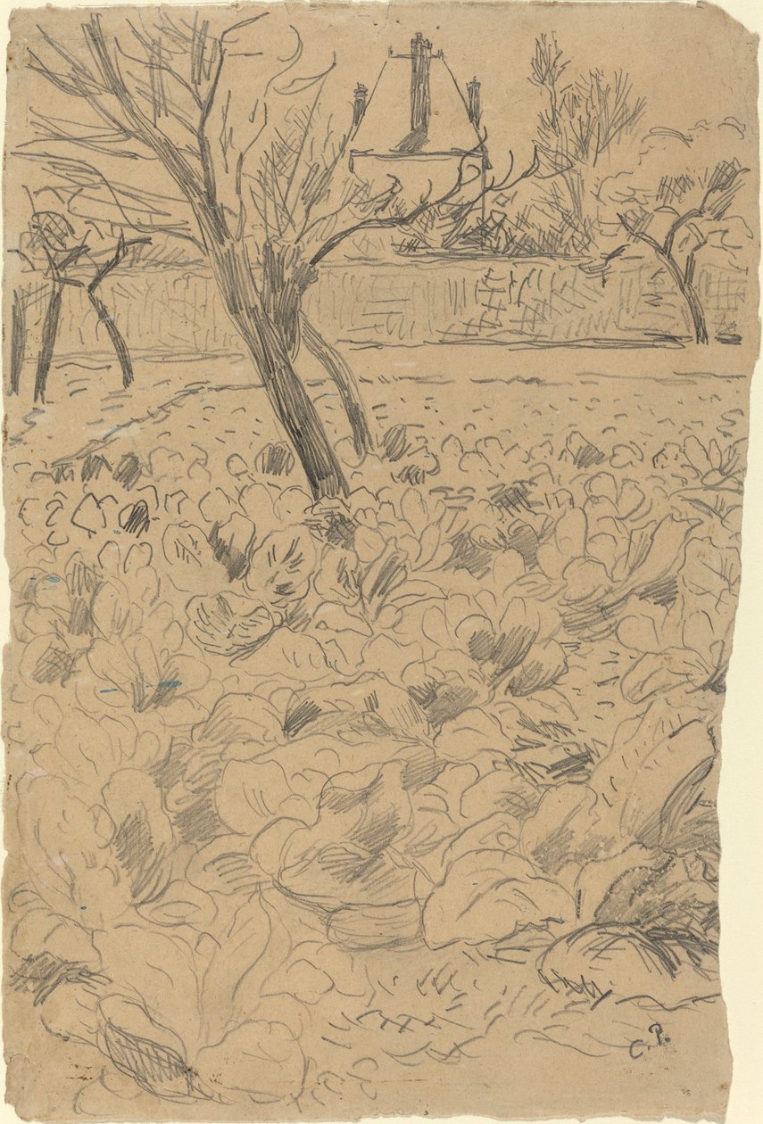 O campo de repolho de Camille Pissarro