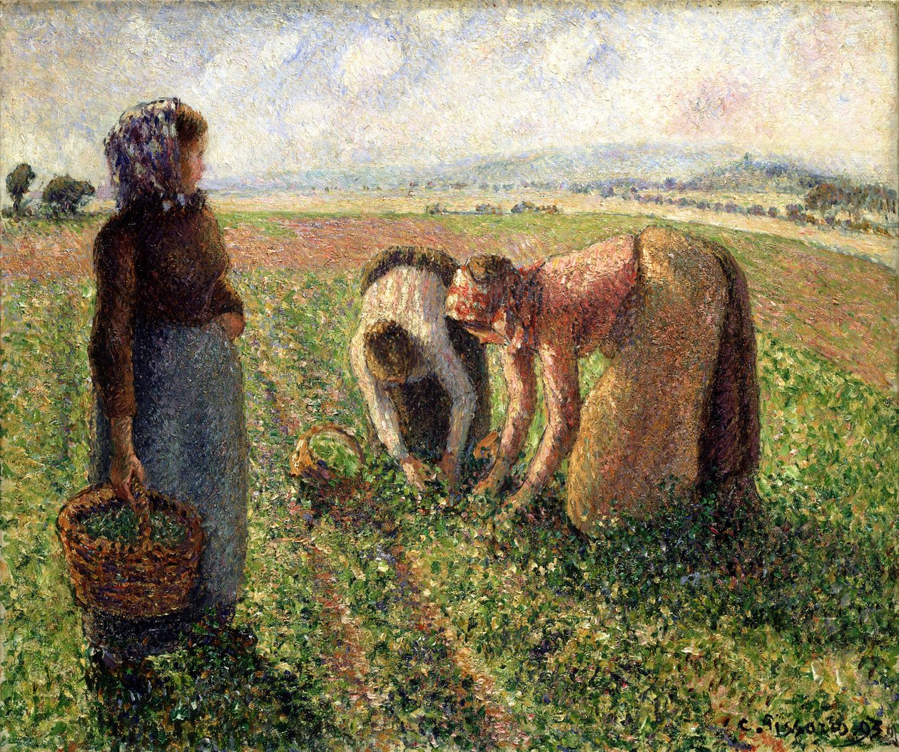 Colheita da ervilha, Eragny, 1893. de Camille Jacob Pissarro