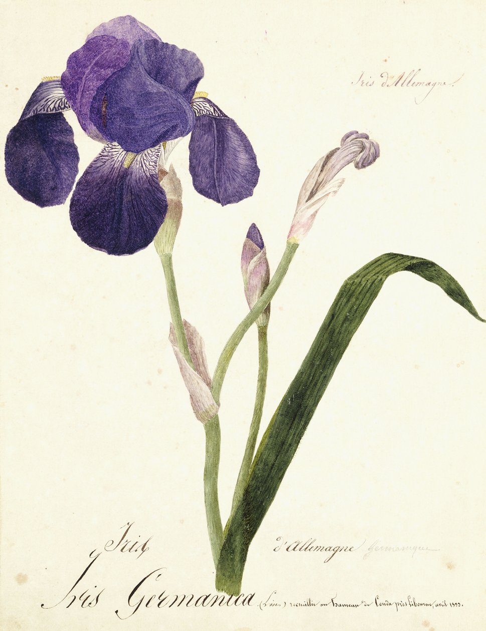 Íris alemã; Iris Germanica, c. 1815-1851 de Capitaine Pelletier
