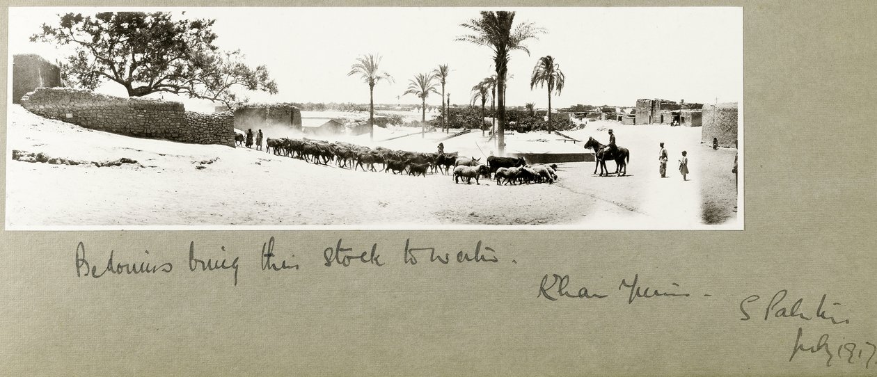 Beduínos trazem seu estoque para a água, Khan Yunis, sul da Palestina, julho de 1917 de Capt. Arthur Rhodes