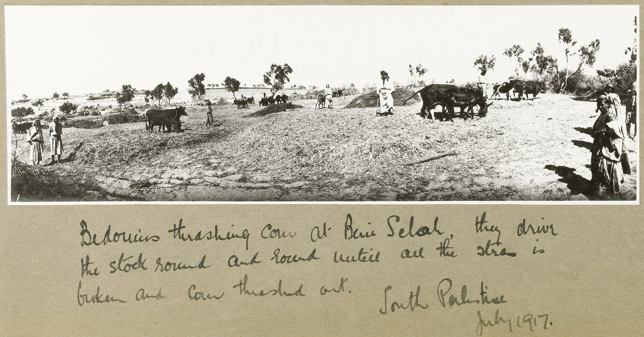 Beduínos debulhando milho em Beni Saleh, julho de 1917 de Capt. Arthur Rhodes