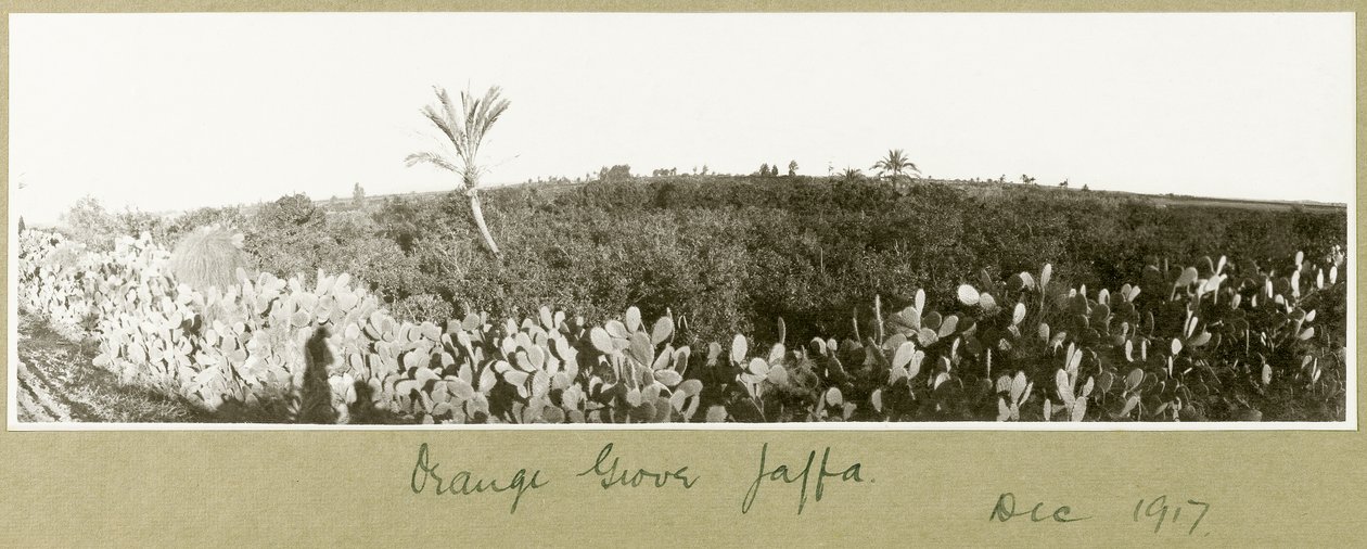 Laranja Grove, Jaffa, dezembro de 1917 de Capt. Arthur Rhodes