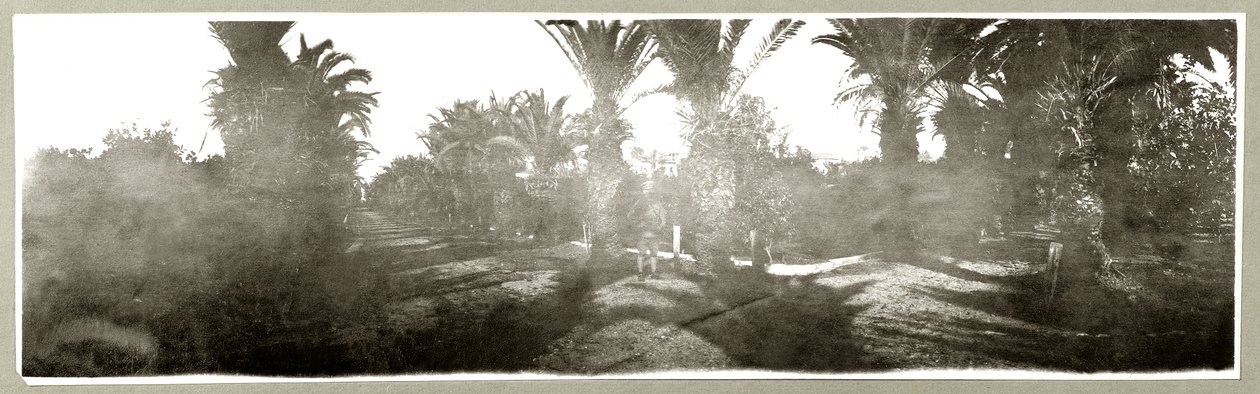 Palm Grove, c.1917-18 de Capt. Arthur Rhodes