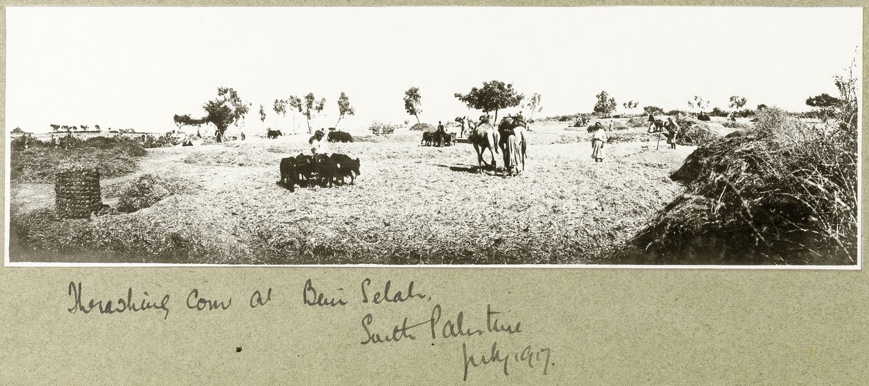Espalhando milho em Beni Selah, julho de 1917 de Capt. Arthur Rhodes