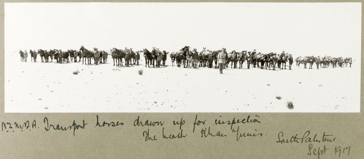Cavalos de transporte NZMFA elaborados para inspeção na praia, Khan Yunis, setembro de 1917 de Capt. Arthur Rhodes