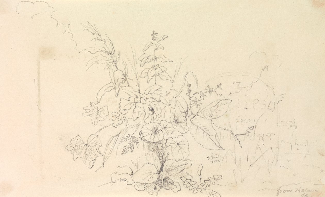 Sketch of Plants and a Milestone from Nature, 3 de Junho de 1826 de Capt. Thomas Hastings