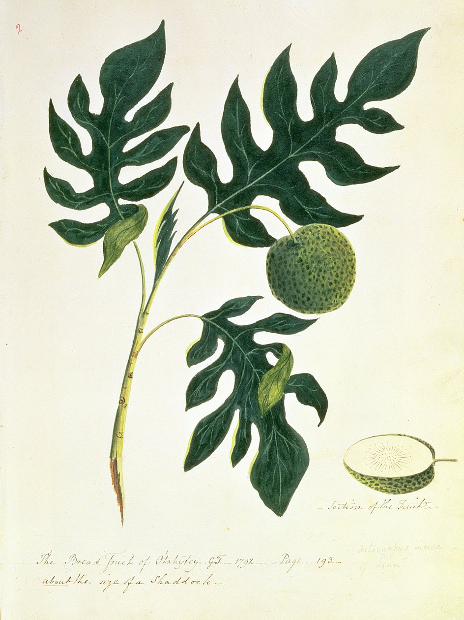 O fruto do pão de Otahytey, 1792 de Captain George Tobin