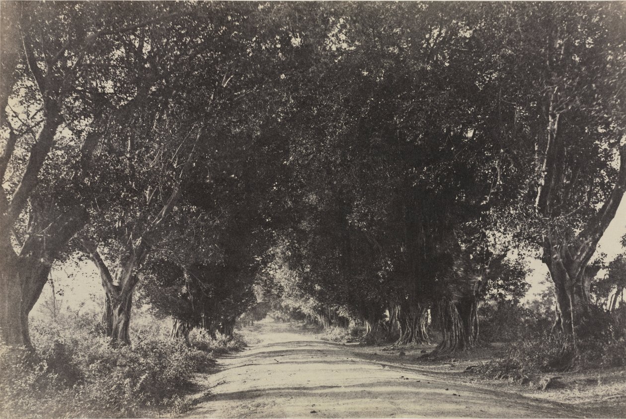 Avenida das Árvores Banianas, Seringham, Índia de Captain Linnaeus Tripe