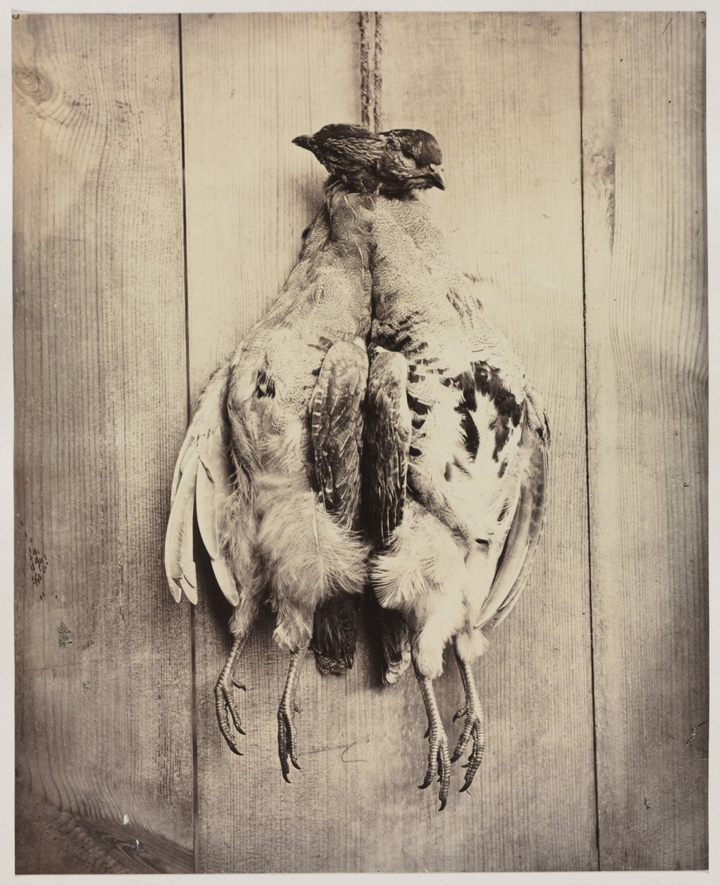 Partridges recto, L.D. Campbell