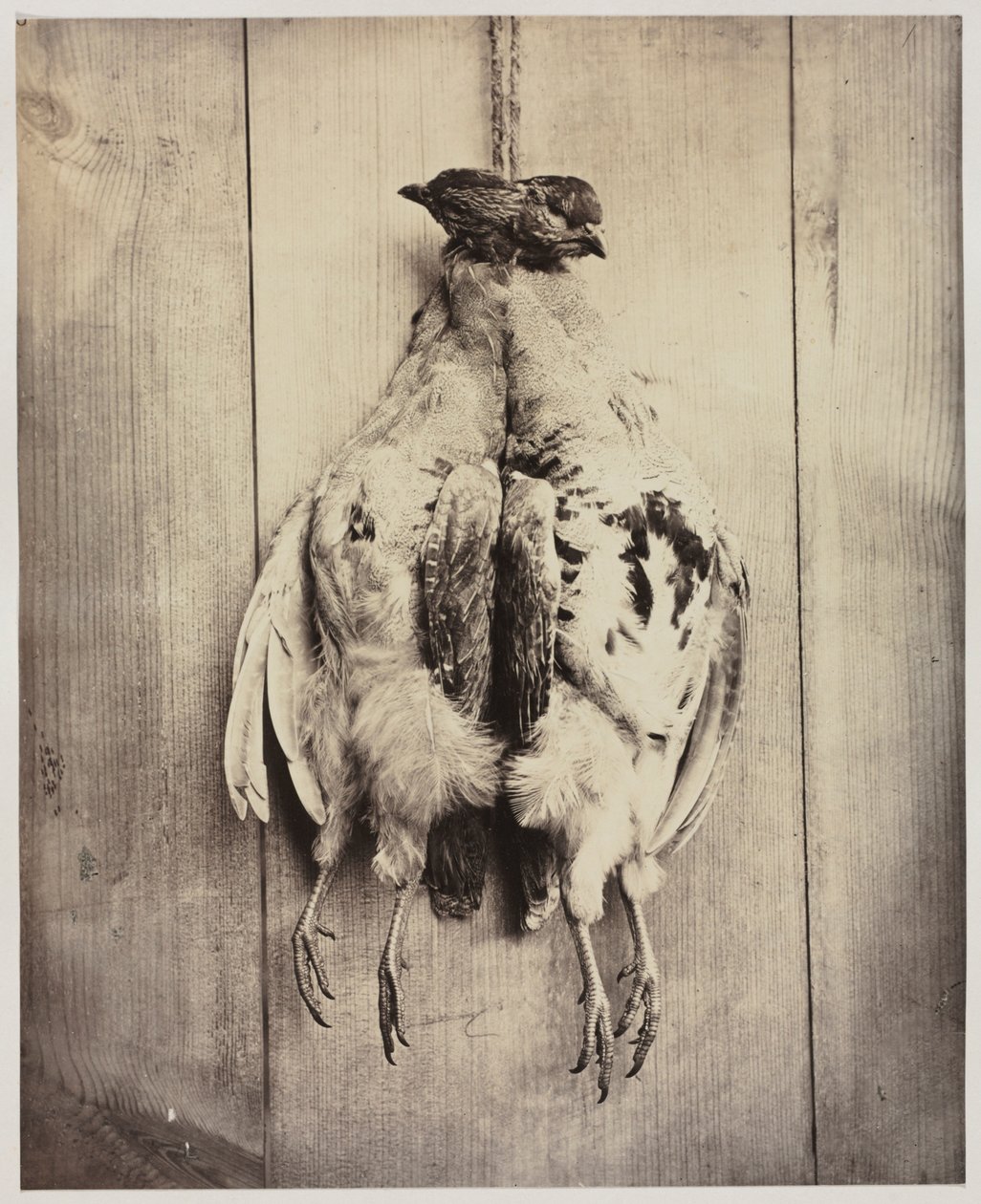 Partridges recto, c. 1861. de Captain N. Baily