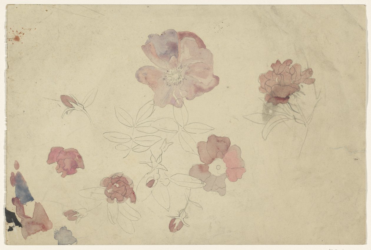 Estudos de flores em roxo e rosa de Carel Adolph Lion Cachet