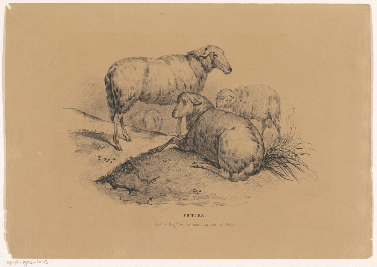 Quatro ovelhas Pictura (título da série no objeto) de Carel Christiaan Antony Last