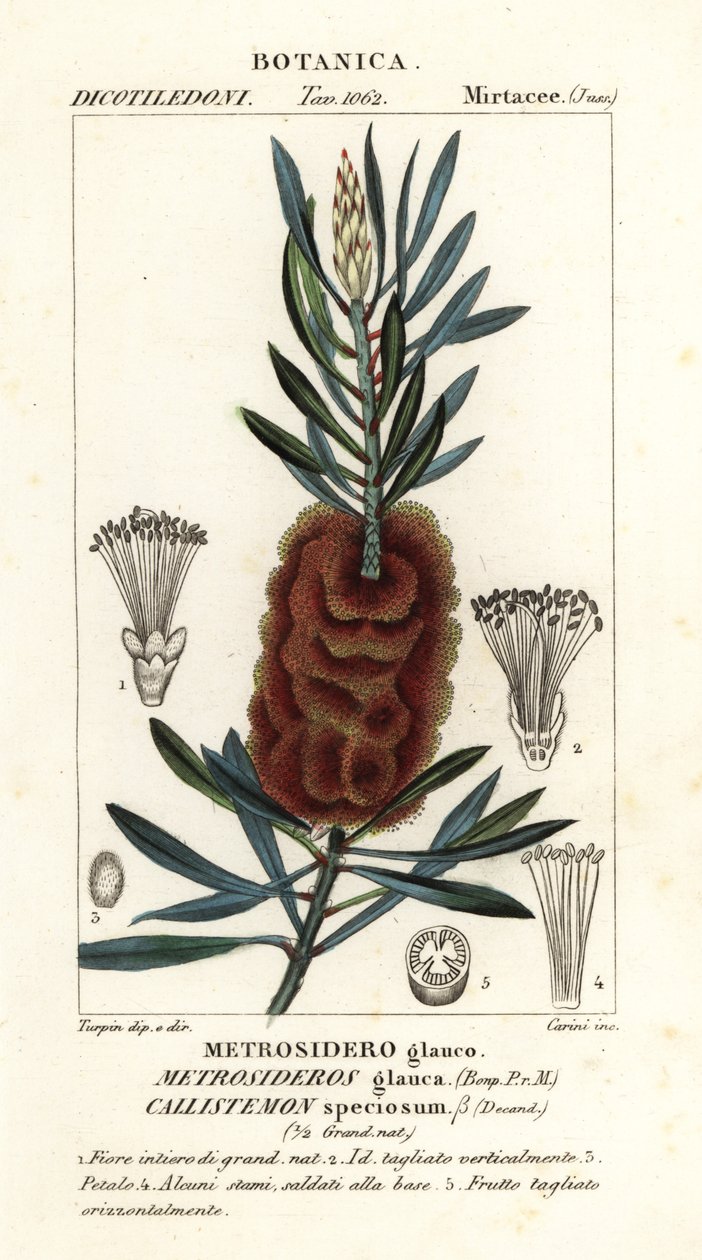 Albany bottlebrush, Callistemon speciosus de Carini Carini