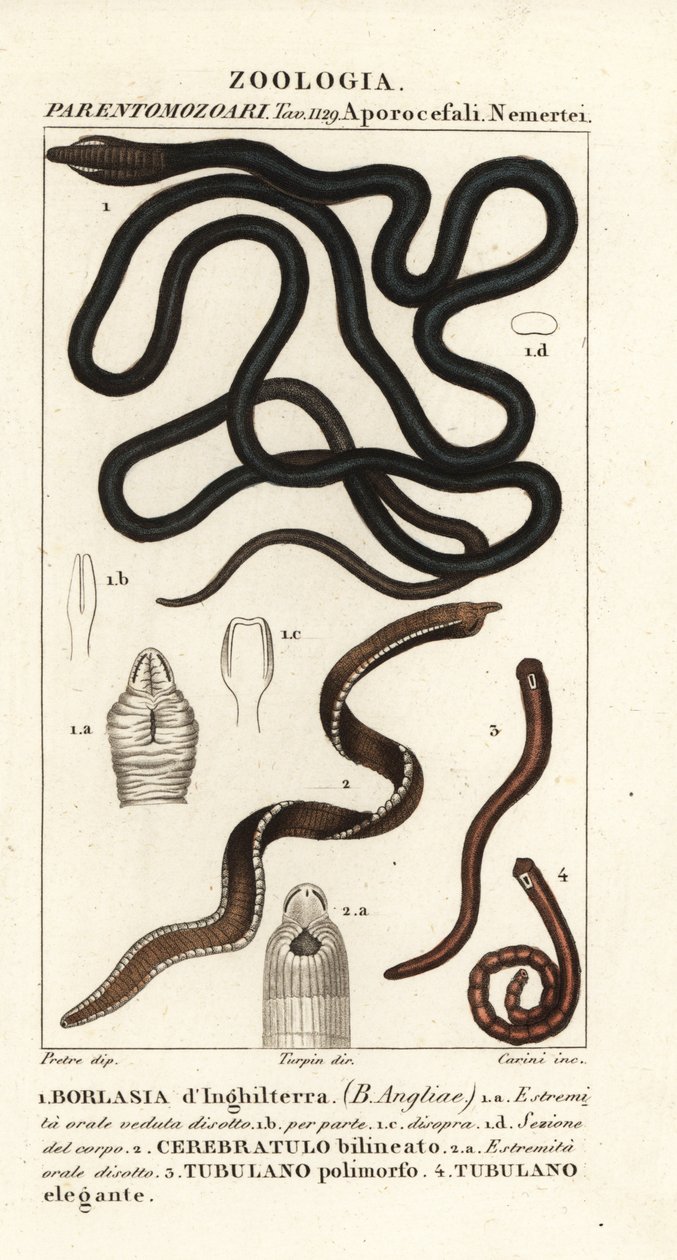 Verme de cadarço, Lineus longissimus 1, Borlasia angliae 1, verme probóscide, Cerebratulus bilineatus 2, Cerebratulus bilineatus 2, verme de fita, Tubulanus polimorphus 3, Tubulanus elegans 4 de Carini Carini