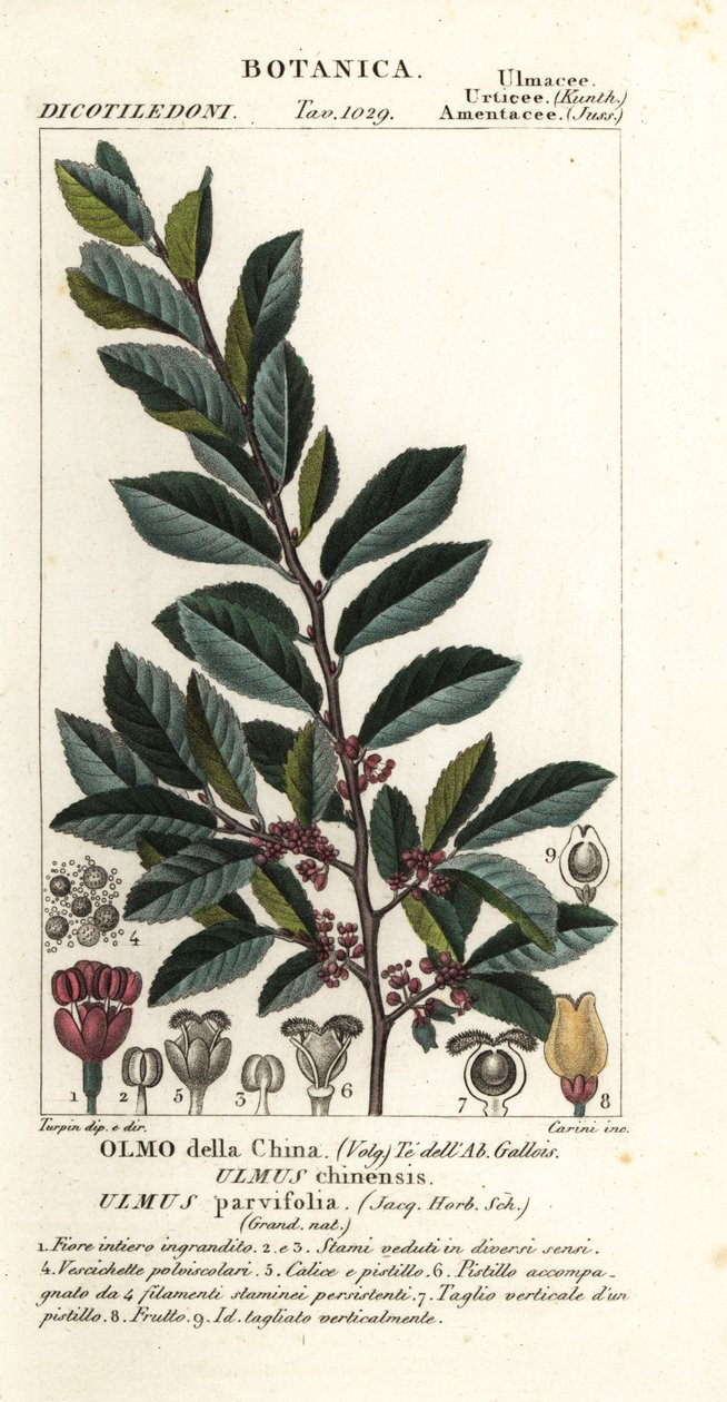Olmo chinês ou olmo lacebark, Ulmus parvifolia, Ulmus chinensis, Olmo della China de Carini Carini