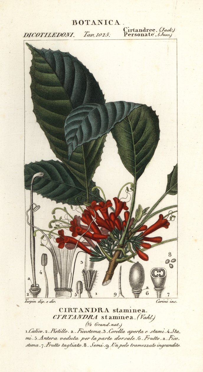 Cyrtander plant, Cyrtandra staminea, Cirtandra staminea de Carini Carini