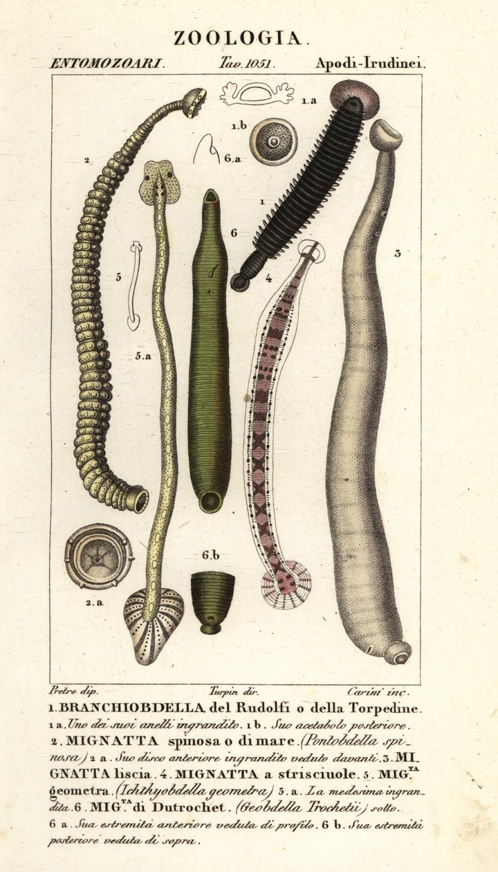 Sanguessugas de peixe e sanguessugas de água doce: Branchiobdellida 1, Pontobdella spinosa 2, Whitmania laevis 3, Hirudo vittata 4, Piscicola geometra 5, Ichthyobdella geometra 5, Geobdella trochetii 6 de Carini Carini