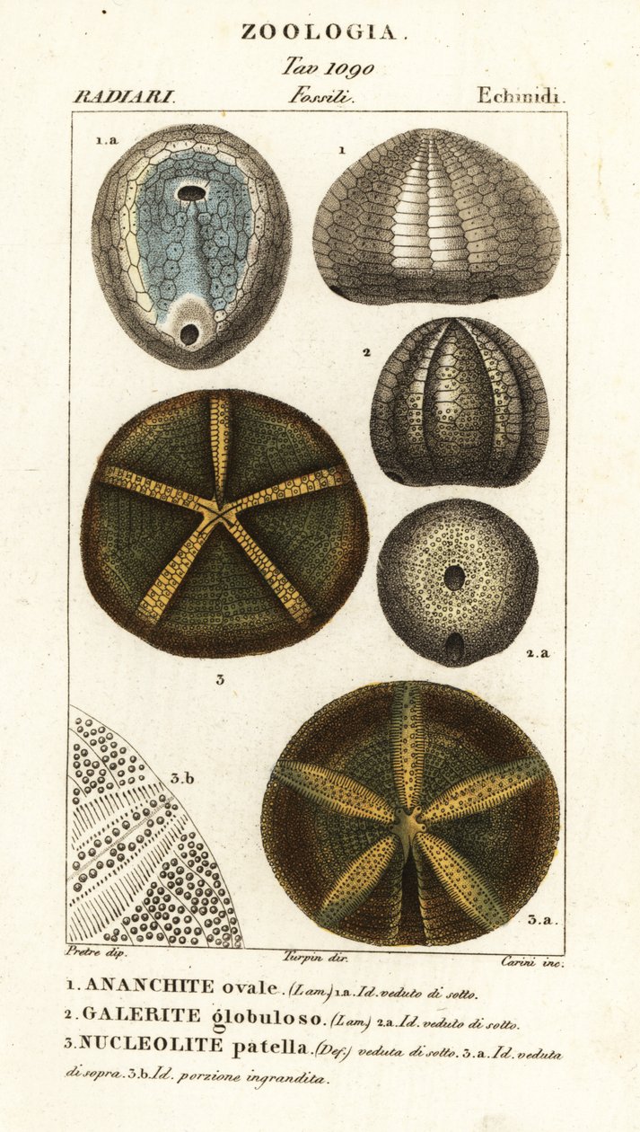Fósseis de ouriços-do-mar extintos: Echinocorys (Ananchites) 1, Galerites globulosus 2, e Nucleolites patella 3 de Carini Carini