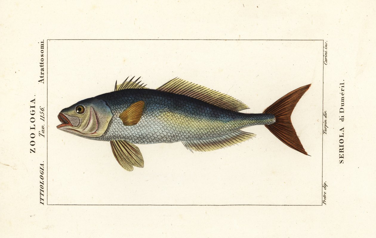 Grande amberjack, Seriola dumerili, Seriola di Dumeril de Carini Carini