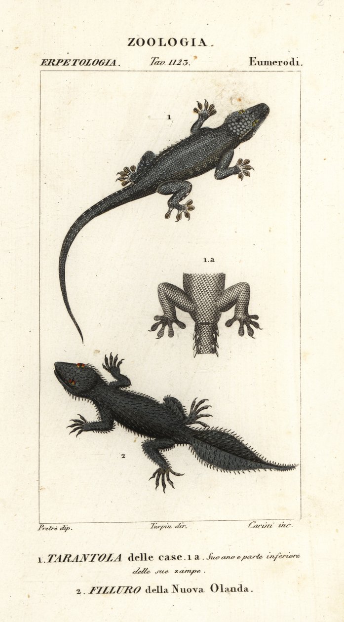 Osga doméstica, Hemidactylus frenatus 1, e osga de cauda larga, Phyllurus platurus 2 de Carini Carini