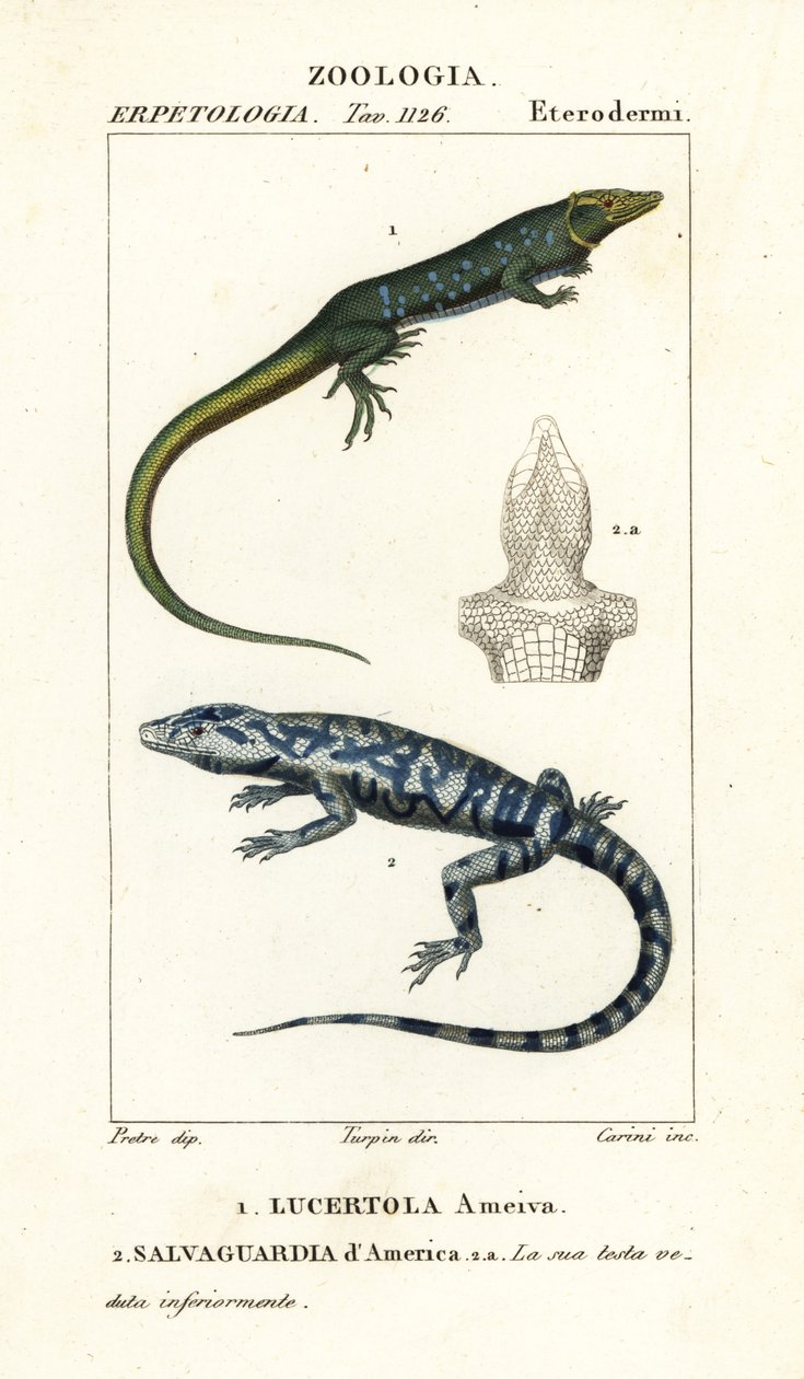 Jungle-runner, Ameiva ameiva,, Lucertola ameiva 1 e golden tegu, Tupinambis teguixin, Safeguard of America de Carini Carini