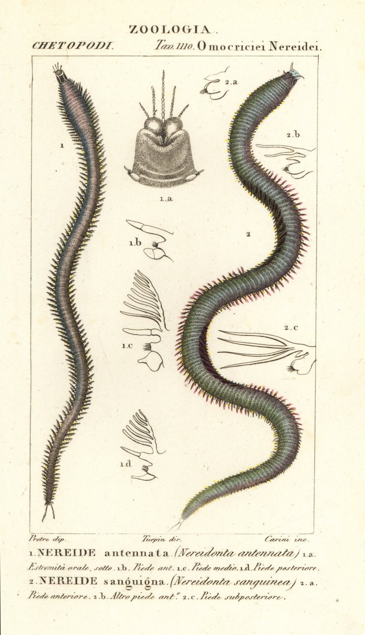 Leodice antenata, Nereidonta antenata 1, e Eunice sanguinea, Nereidonta sanguinea 2 de Carini Carini