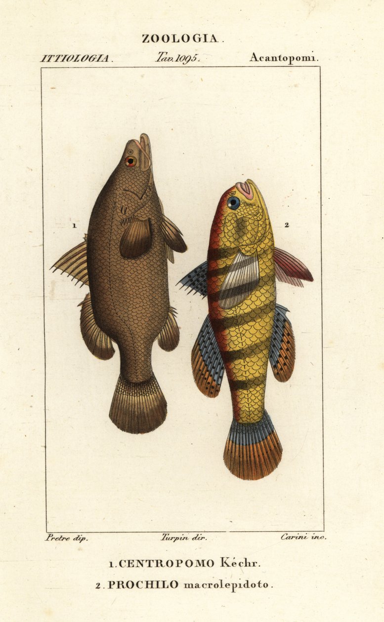Poleiro do Nilo, Peixe niloticus tardio, peixe ou cadoz, Ophiocara macrolepidota de Carini Carini