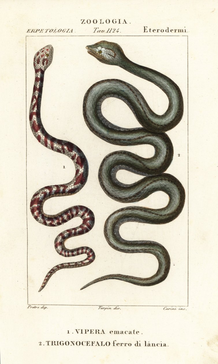 Cobra cuspideira de pescoço anelado, Hemachatus haemachatus 1, e Martinica lancehead, Bothrops lanceolatus 2 de Carini Carini