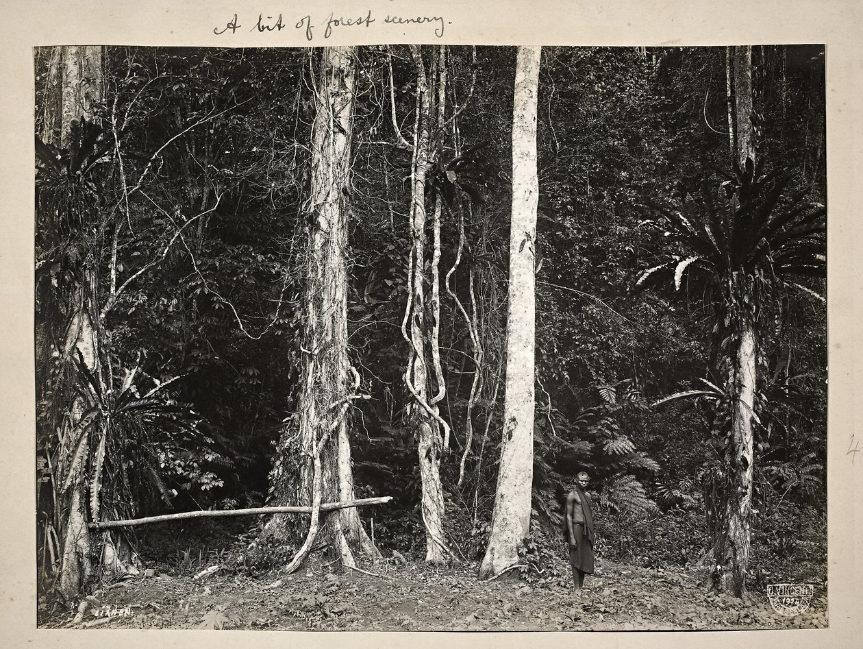 Lianen, ou plantas trepadeiras, 1904 (impressão de platina) de Carl Vincenti