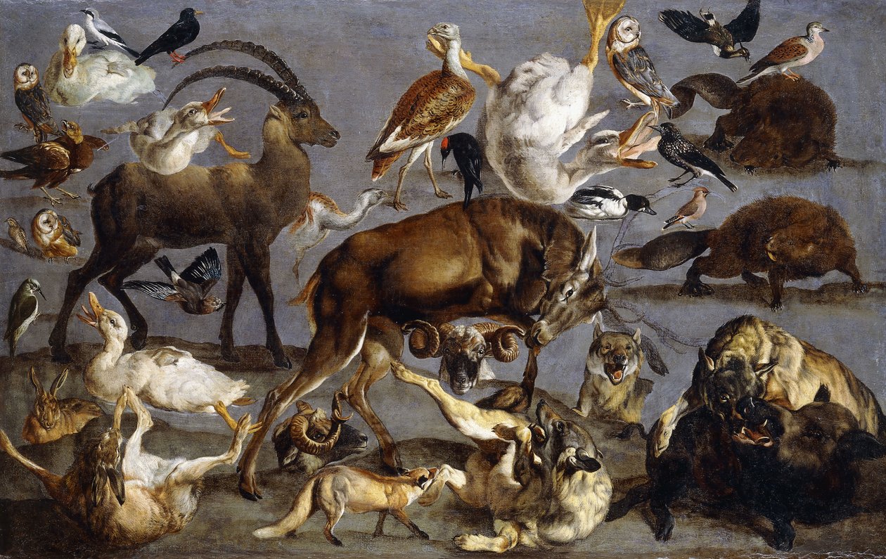 Estudos de um veado-vermelho, um íbex, um javali, três lobos, dois castores, duas lebres, uma raposa, quatro patos domésticos, dois grandes abetardas, três corujas-celeiro uma pomba da tartaruga, um galispo, um quebra-nozes, uma asa de cera, um Goldeneye,  de Carl Borromaus Andreas Ruthart