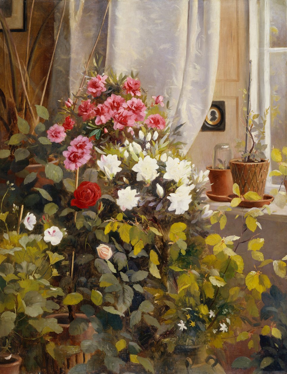 Azáleas, gerânios, rosas e outras plantas em vasos perto de uma janela de Carl Christian Carlsen