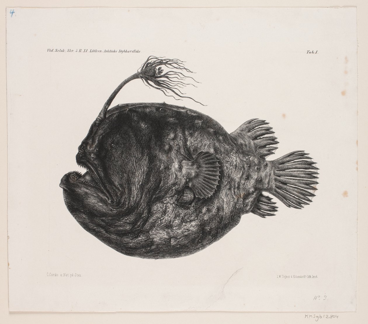 desenho de historia natural de Carl Christian Larsen Cordts