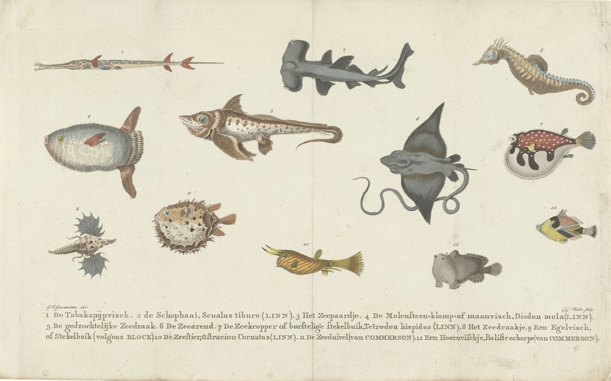 Doze espécies de peixe diferentes de Carl Cristiaan Fuchs