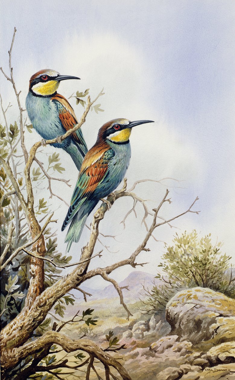 Abelhinhas de Carl Donner