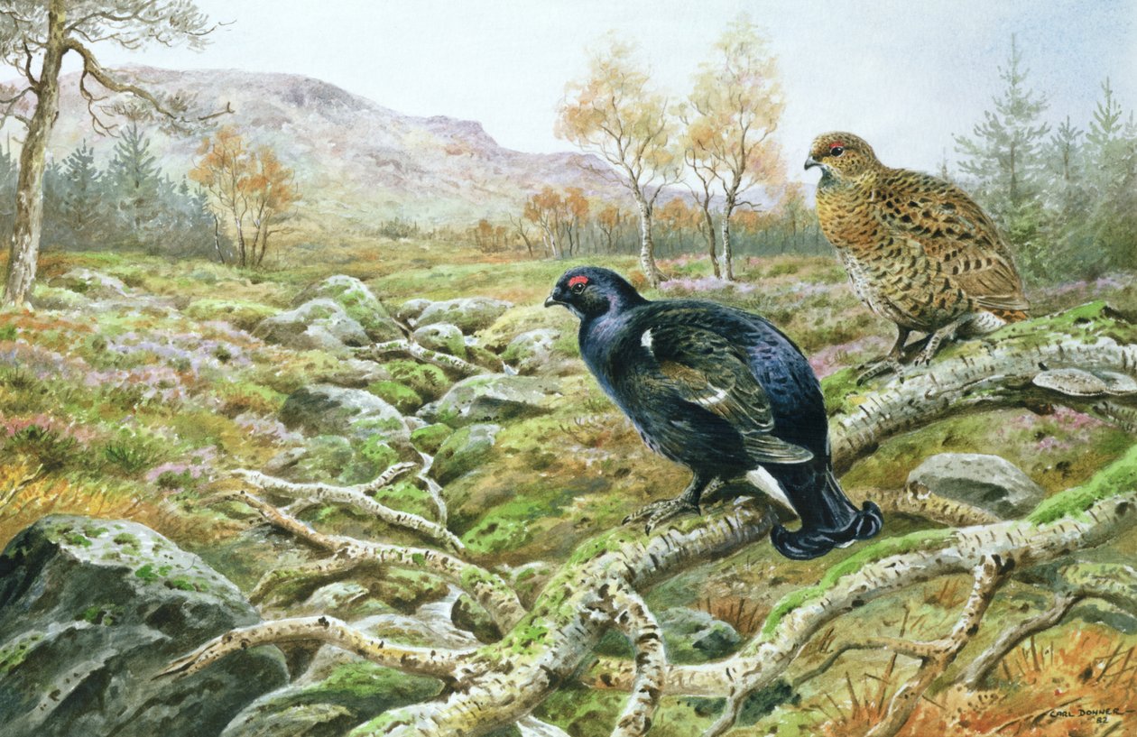 Grouse preto em um mouro de Carl Donner