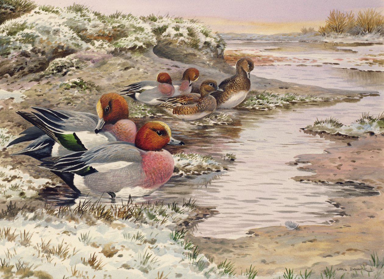 Alvorada nas lavagens - Wigeon de Carl Donner