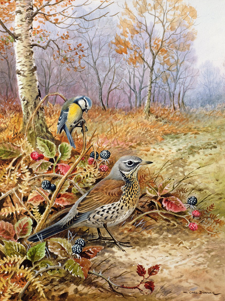 Fieldfare e Blue Tit de Carl Donner