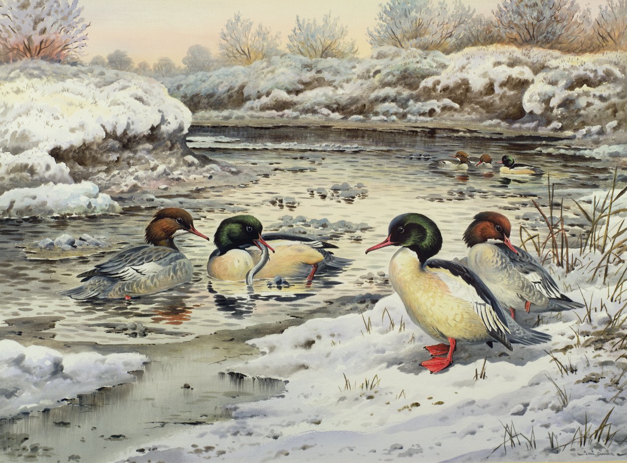 Goosanders de Carl Donner