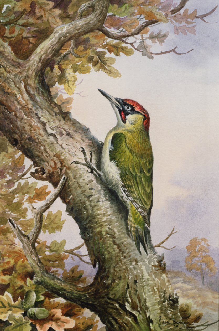 Pica-pau-verde (wc) de Carl Donner