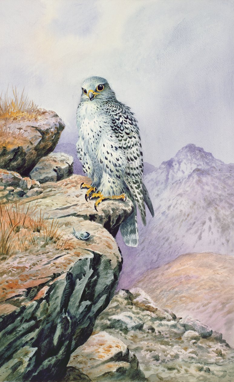 Gyrfalcon de Carl Donner